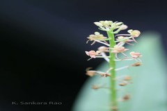 Liparis nervosa